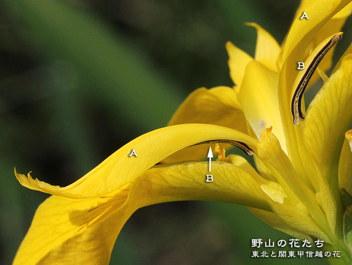 キショウブ