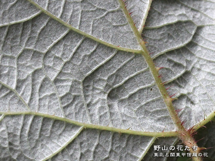 エビガライチゴ