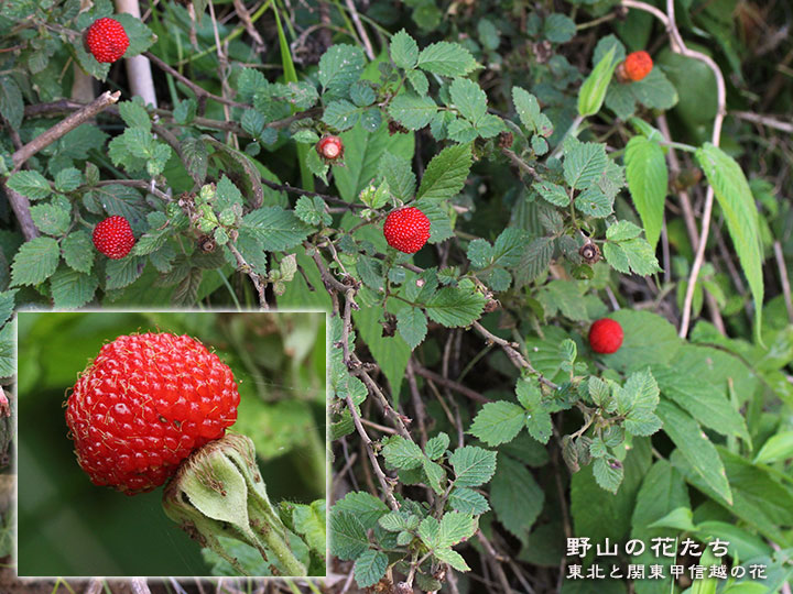 ヒメバライチゴ