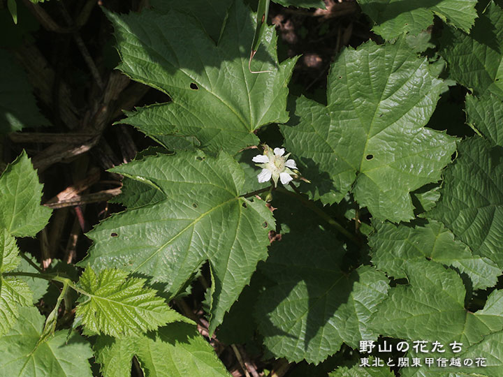 クマイチゴ