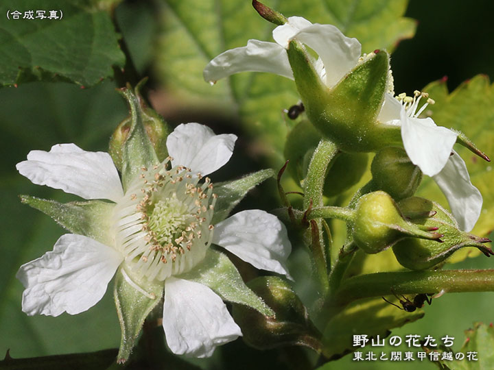 クマイチゴ