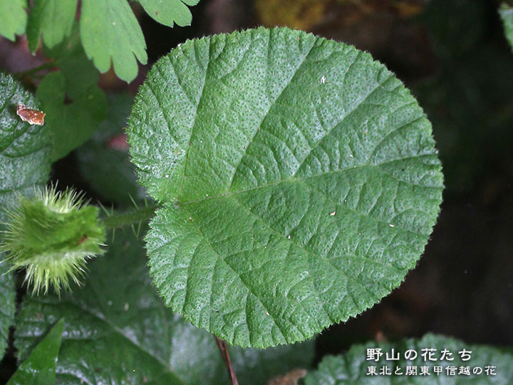 コバノフユイチゴ