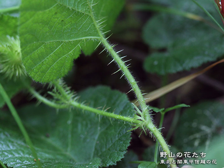 コバノフユイチゴ