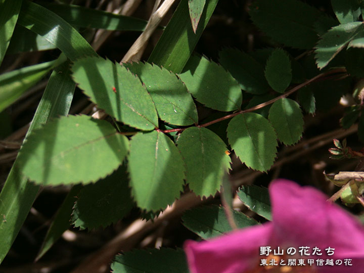 タカネイバラ