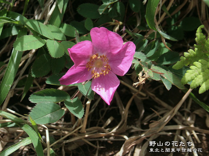 タカネイバラ