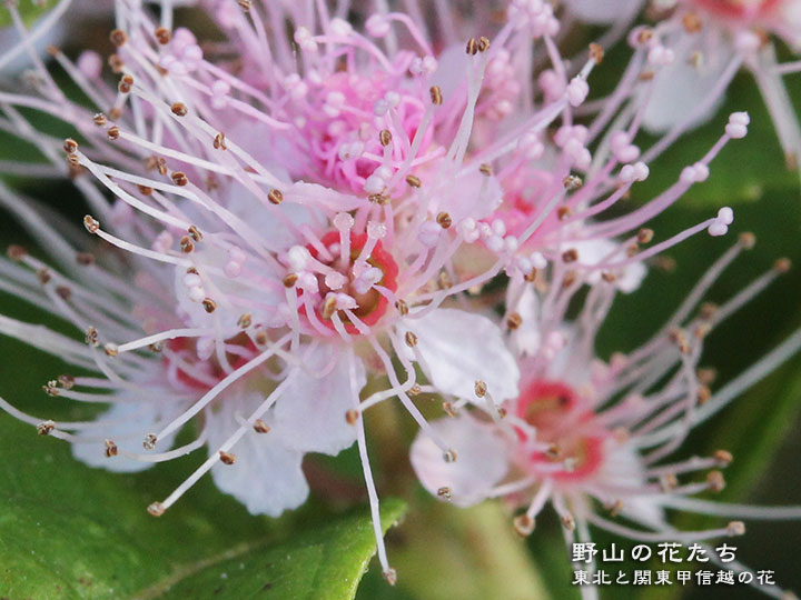ホザキシモツケ