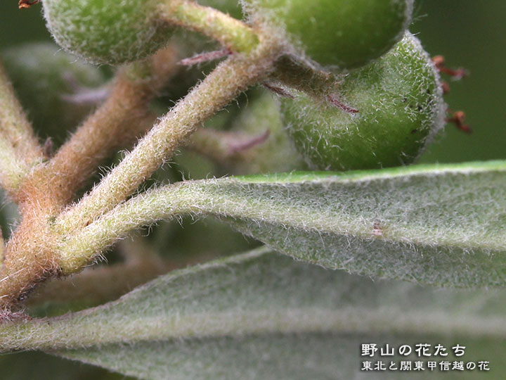 タチバナモドキ