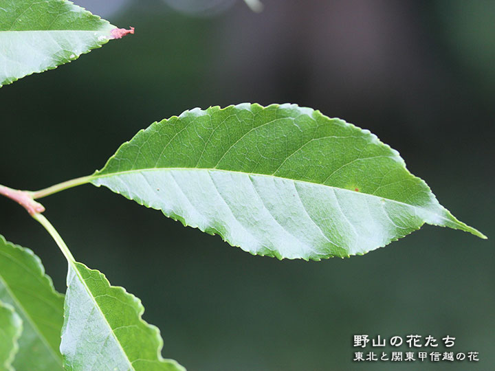 イヌザクラ