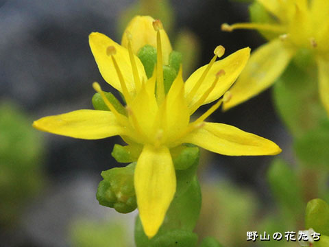 オウシュウタイトゴメ－花