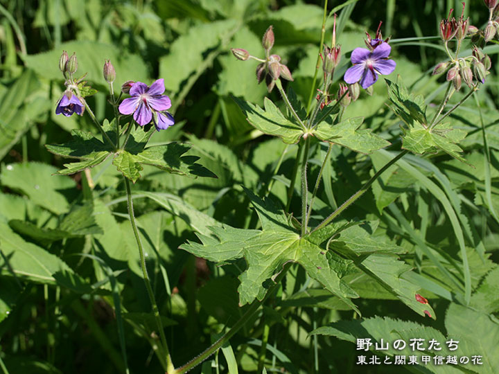 タカネグンナイフウロ