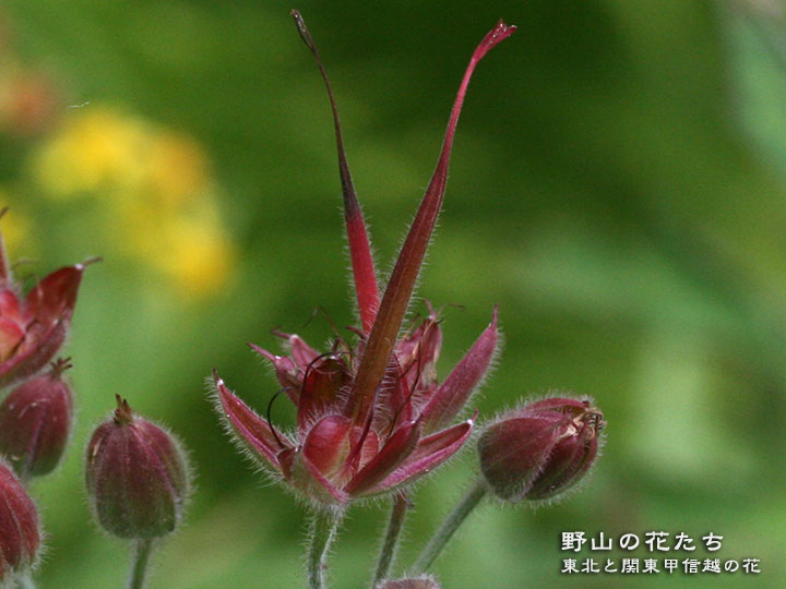 タカネグンナイフウロ