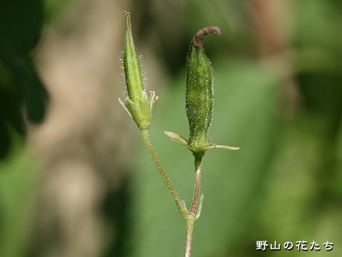 エゾタチカタバミ－実