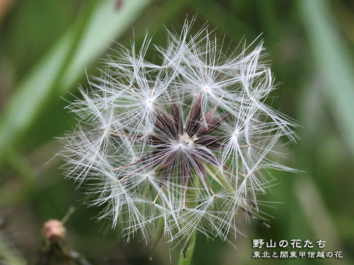 オオジシバリ