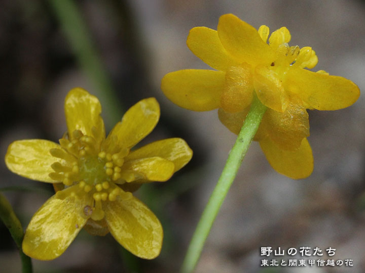 イトキンポウゲ