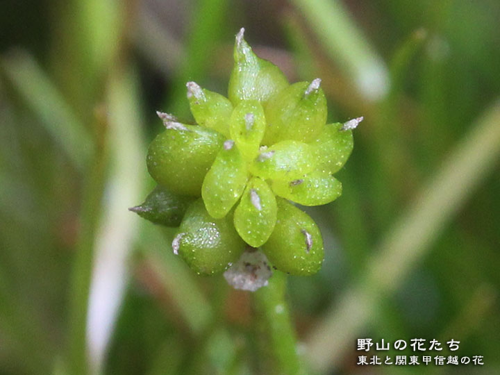イトキンポウゲ