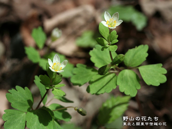 山野草、サイゴクサバノオ ２株 - 鉢植え