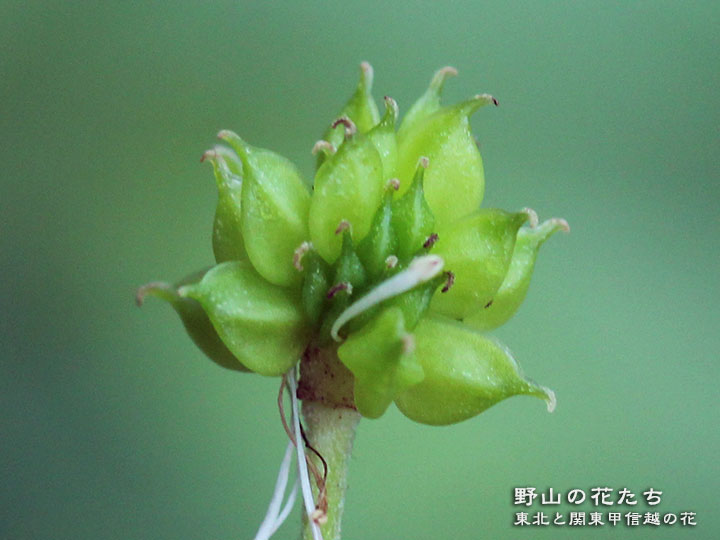 モミジカラマツ