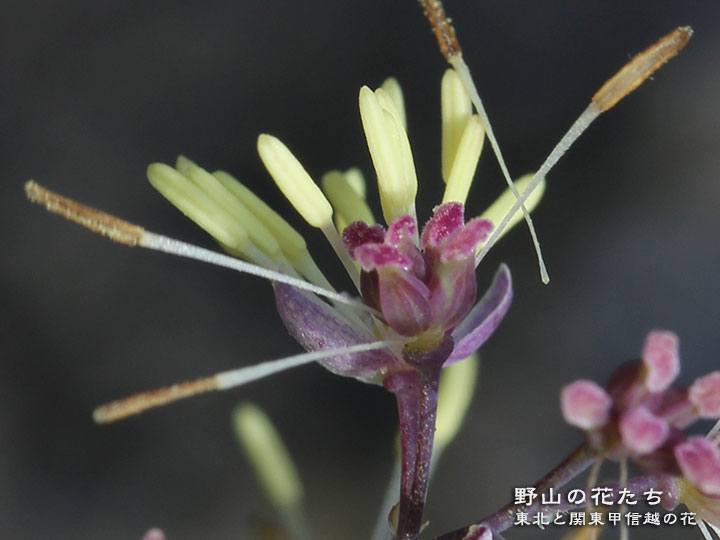 カラマツソウ属不明種