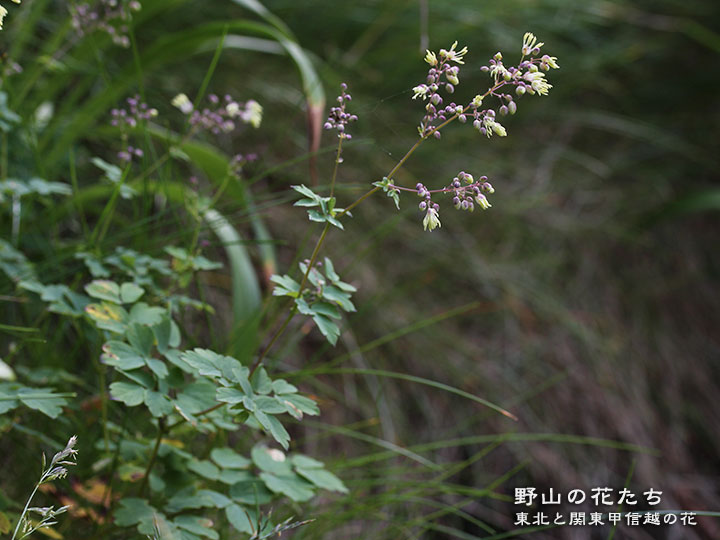 カラマツソウ属不明種