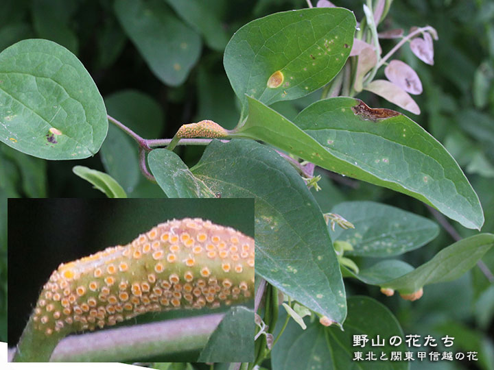 センニンソウ