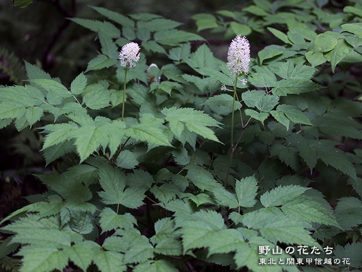 ルイヨウショウマ