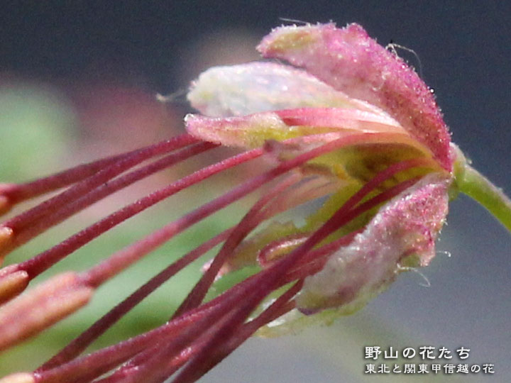 イワテチャボカラマツ