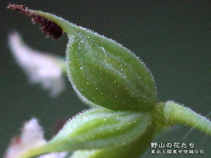 イワテチャボカラマツ