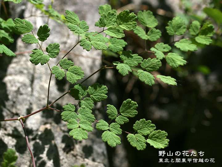 イワテチャボカラマツ