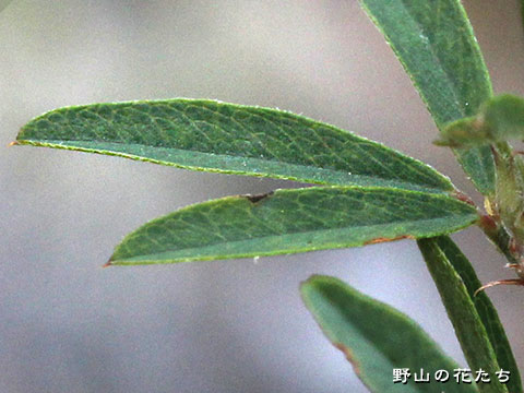 シベリアメドハギ