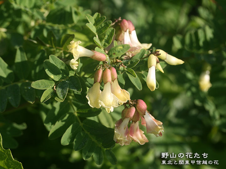 タイツリオウギ