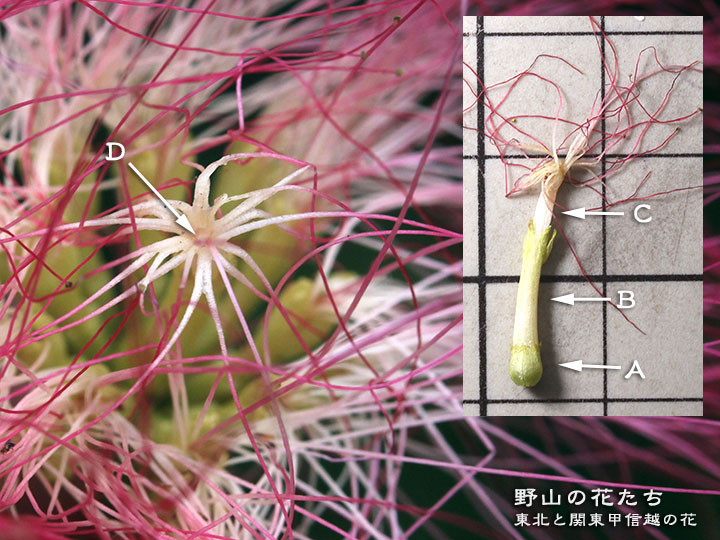 ネムノキ