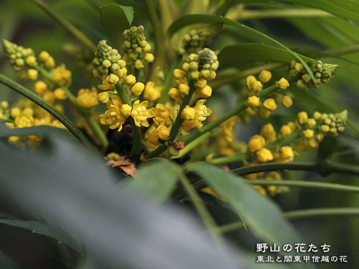 ヤナギバヒイラギナンテン(園芸種)