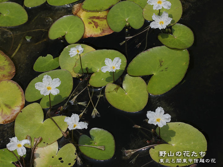 ハナガガブタ
