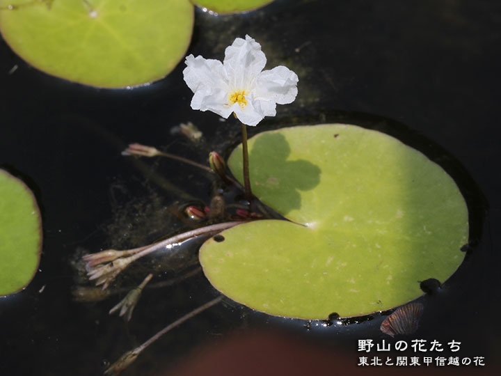 ハナガガブタ