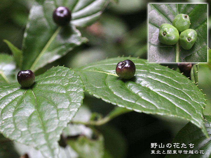 ハナイカダ
