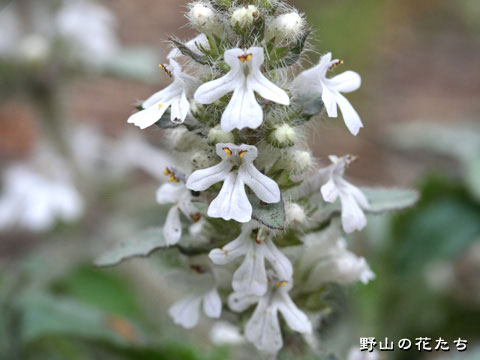 シロバナジュウニヒトエ－花