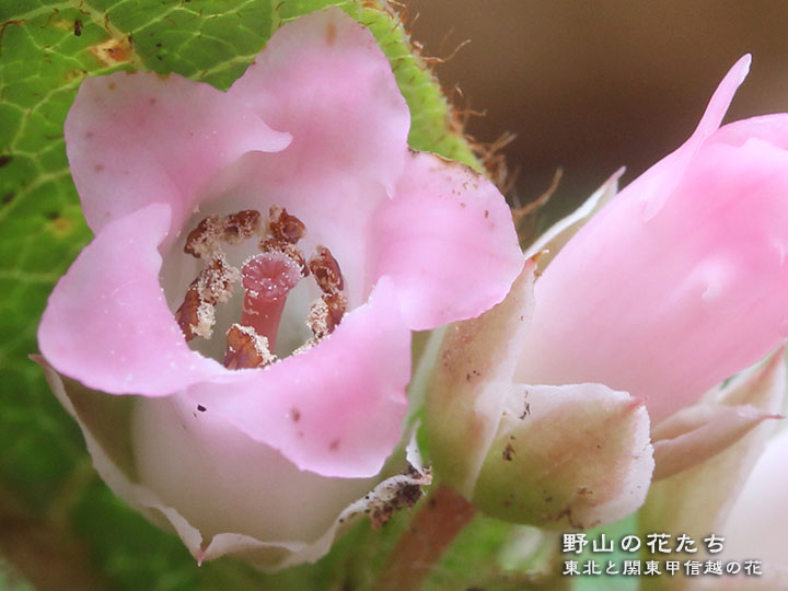 イワナシ