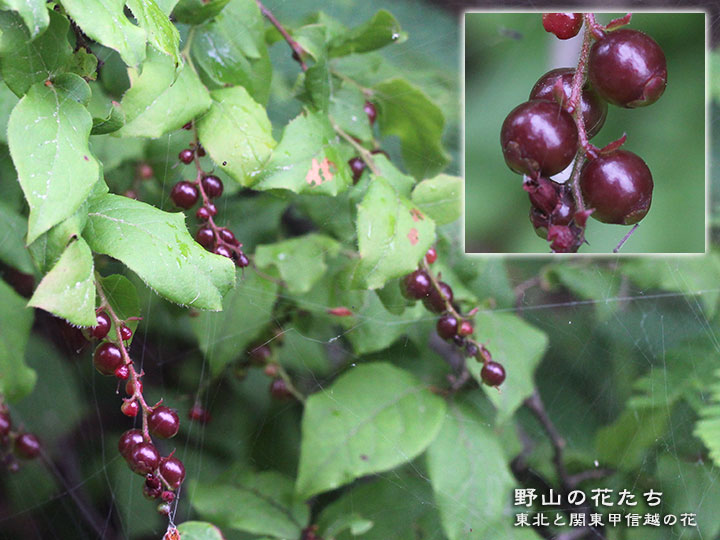 ナツハゼ