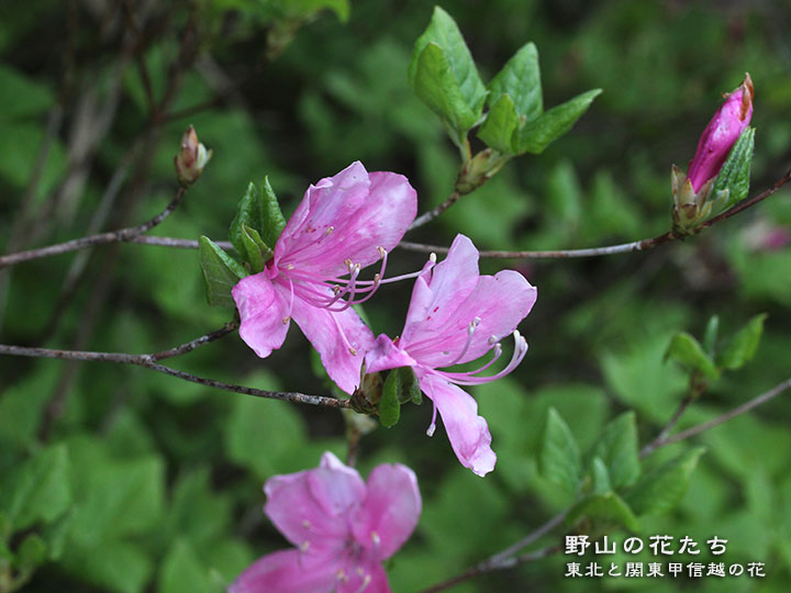 ユキグニミツバツツジ