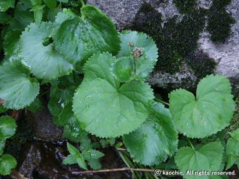 フキユキノシタ - 野山の花たち 東北と関東甲信越の花