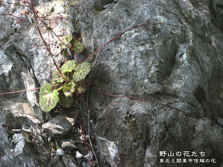 ユキノシタ