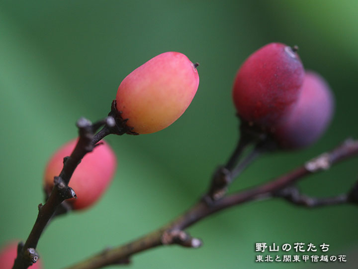 ホナガクマヤナギ