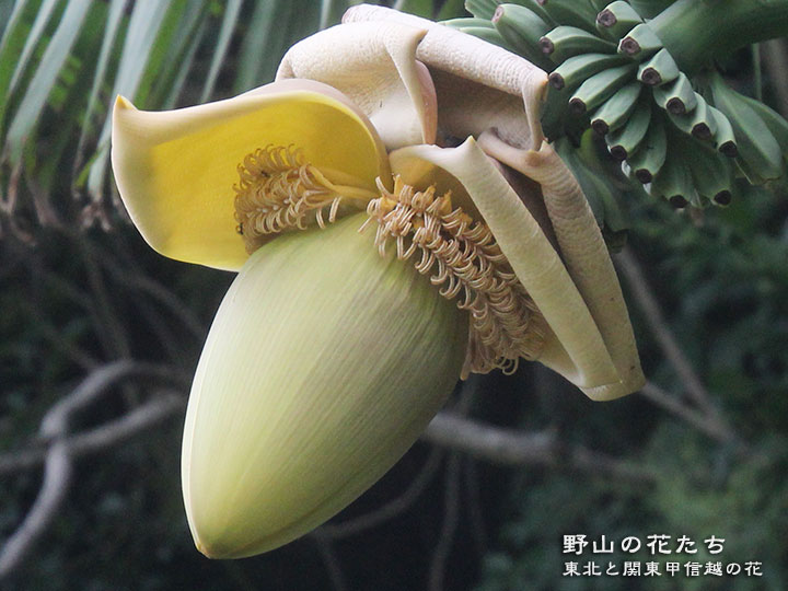 バショウ