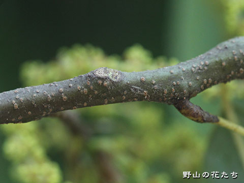 シラカシ－枝