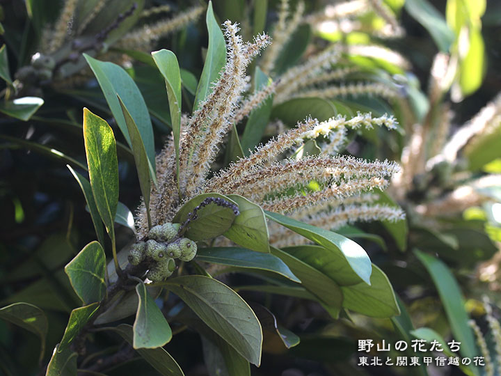 マテバシイ