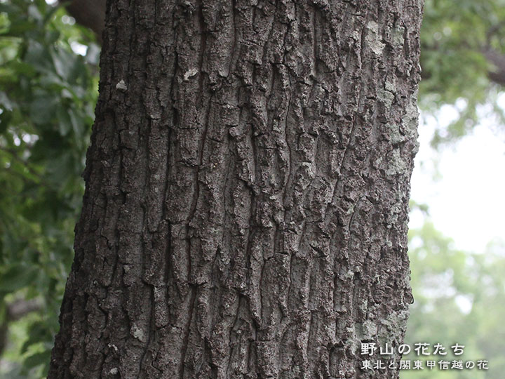 クヌギ