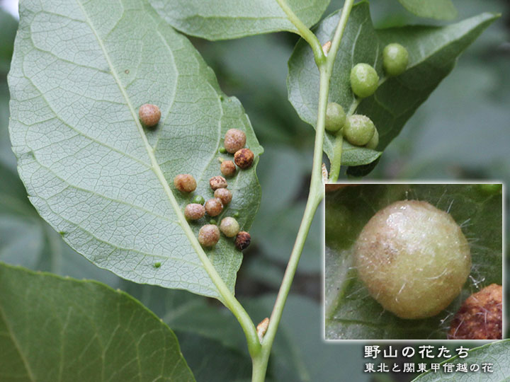エゴノキハウラケタマフシ