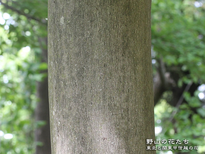 ハクウンボク