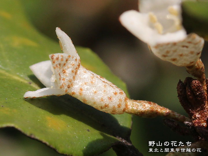 アカバグミ