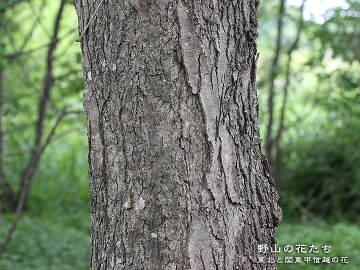 ハンノキ